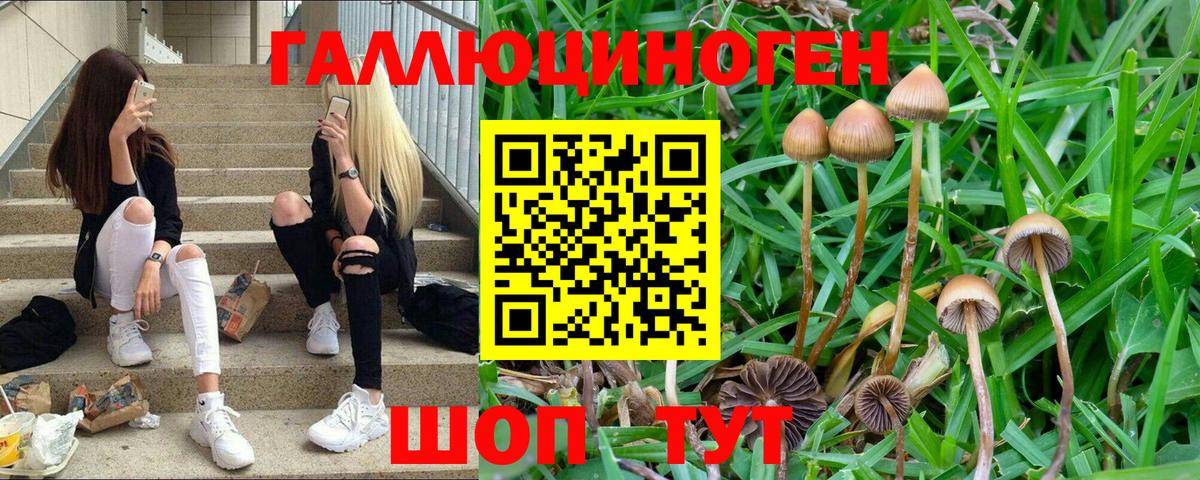 Рассказово  Галлюциногенные грибы Psilocybine cubensis  Вход с VPN 